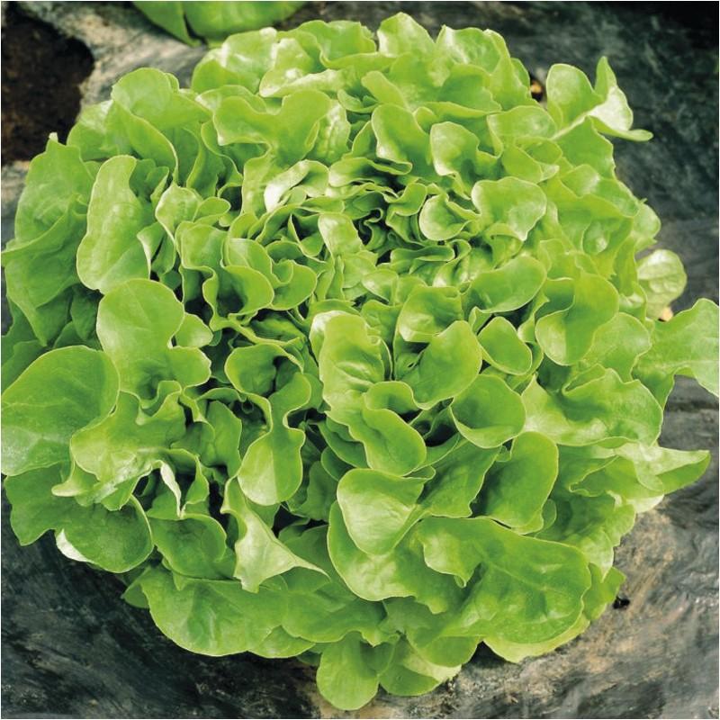 Salade feuille de chêne verte 1 pièce (Agriculture Biologique)