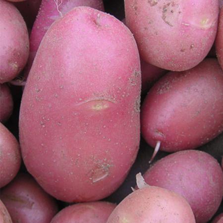 Désirée Potatoes 1kg – Soft Flesh (Organic Agriculture)
