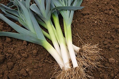 Poireaux botte de 300g Agriculture Biologique